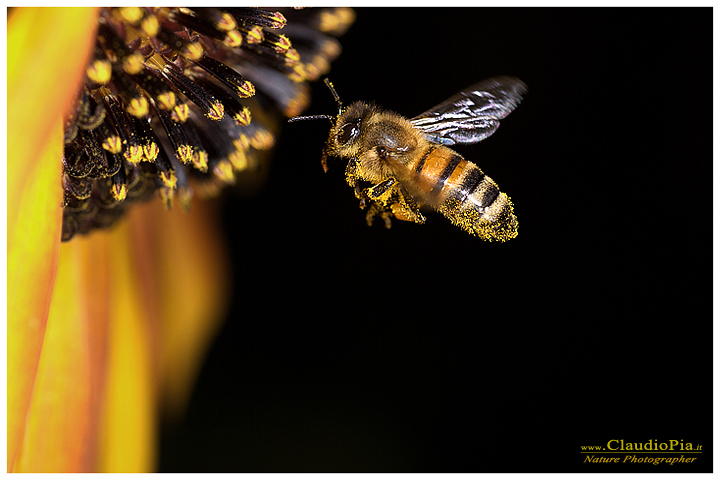 apis mellifera, ape, insetto, macrofotografia, foto, macro